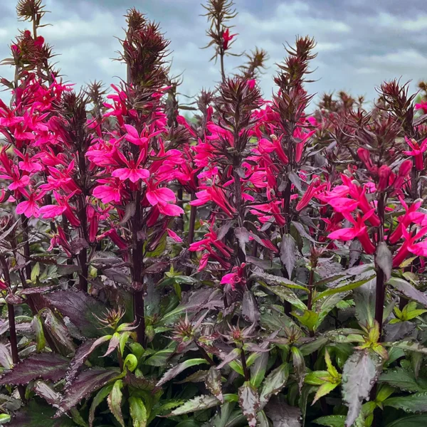 Lobelia speciosa ´Starship Rose´