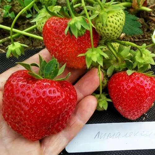 Fragaria ananassa "Limalexia"