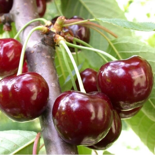 Prunus avium ´Valeri Chkalov´