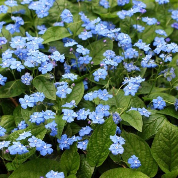 Omphalodes verna