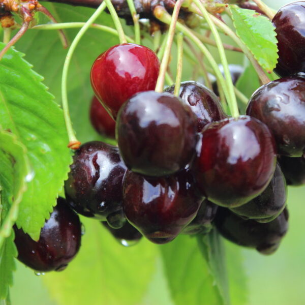 Prunus cerasus ´Pamjati Jenikejeva´