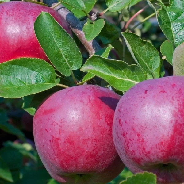 Malus domestica ´Lobo´