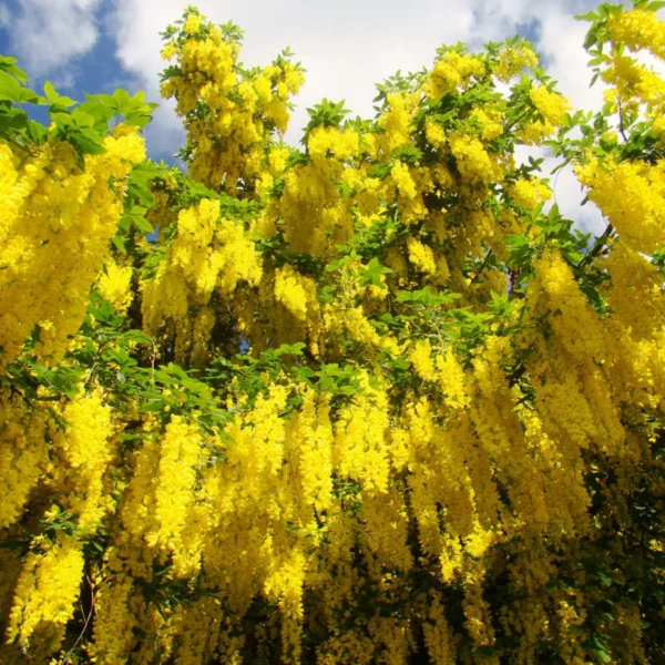 Laburnum anagyroides