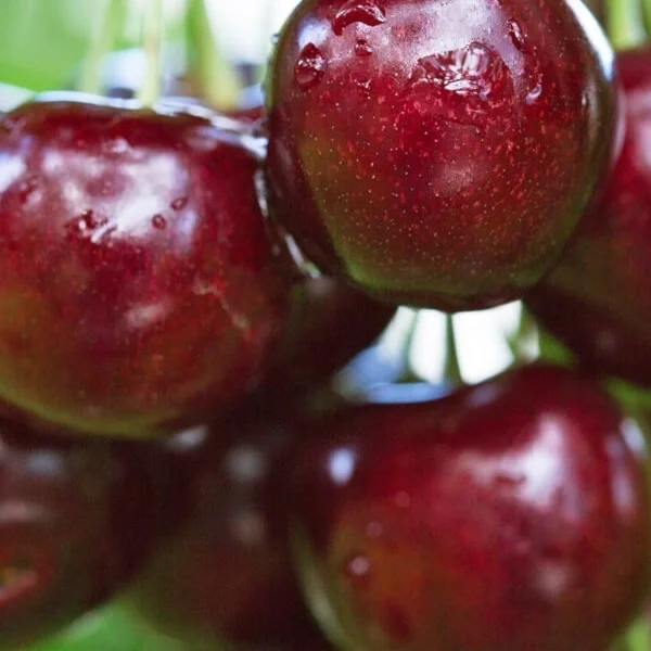 Prunus avinum ´Krupnoplodnaja´