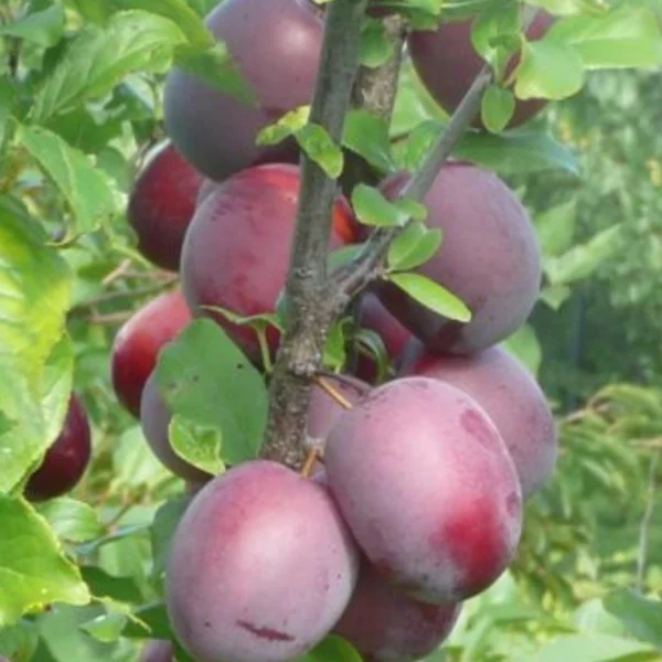Prunus cerasifera ´Kolonovidnaja´