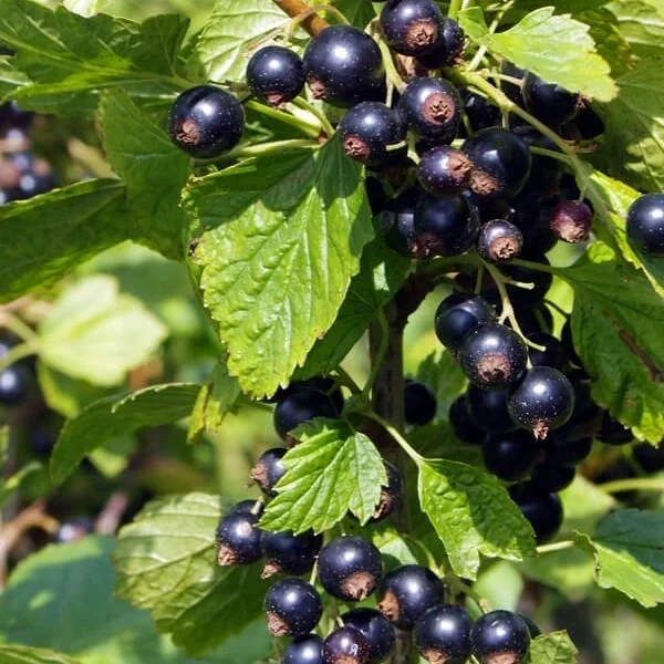 Ribes nigrum ´Seletšensksja´