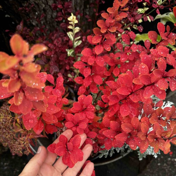 Berberis thunbergii 'Erecta'