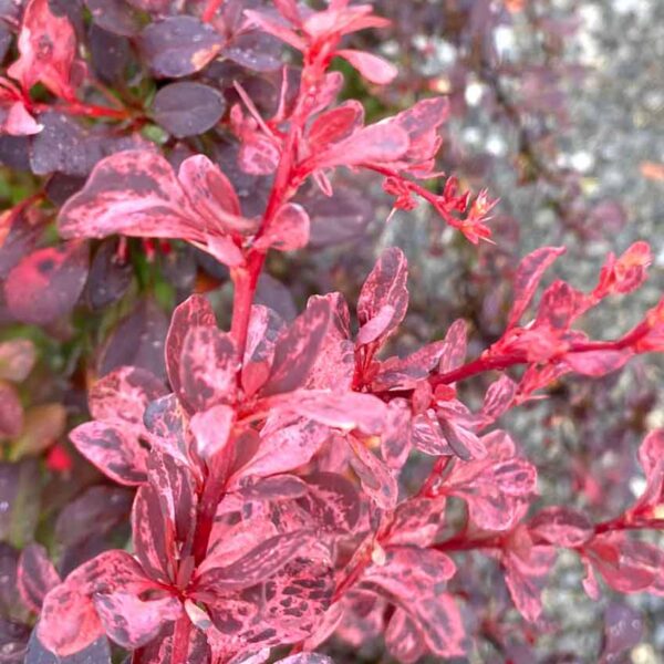 Berberis thunbergii ´Rose Glow´