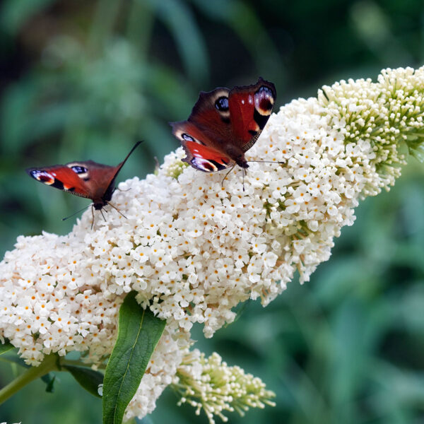 Buddleja davidii ´White Profusion´