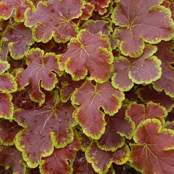 Heucherella ´Solar Eclipse´