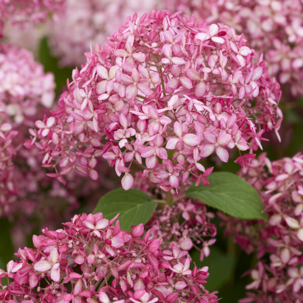 Hydrangea arborescens ‘Sorbet’