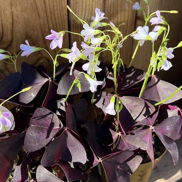 Oxalis Triangularis