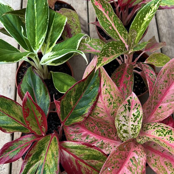 Aglaonema