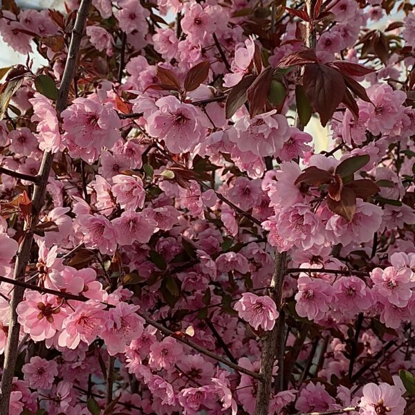 Cerasus serrulata ´Royal Burgundy´ (Sakura)