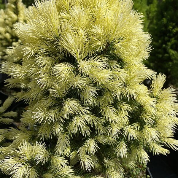Picea glauca ´Daisy-s White´