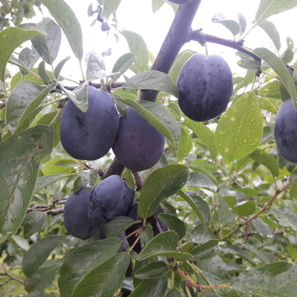Prunus domestica ´Kressu´
