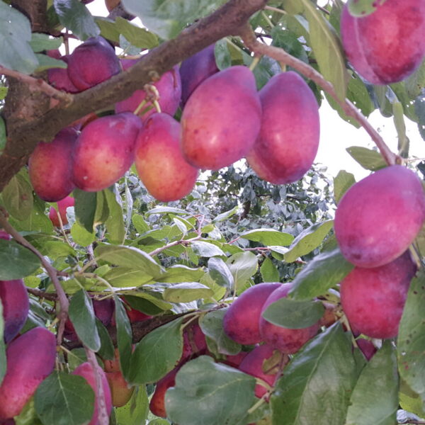 Prunus domestica ´Laine´