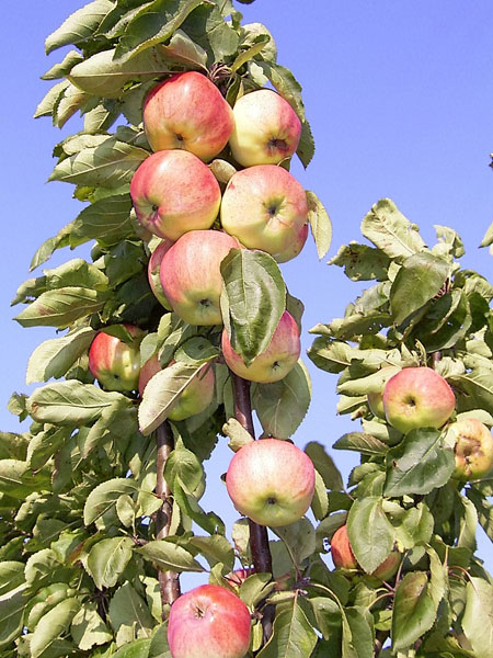 Malus domestica ´Mihailovskaja´
