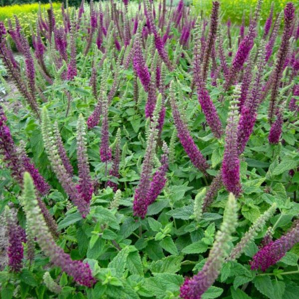 Teucrium hyrcranicum ´Paradise Delight´