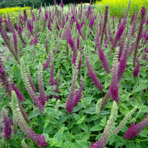 Teucrium hyrcranicum ´Paradise Delight´