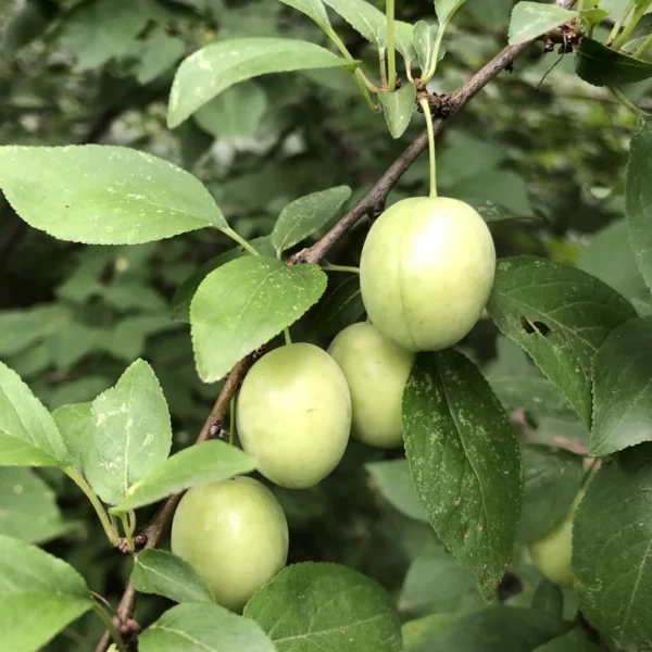 Prunus domestica ´Lase´