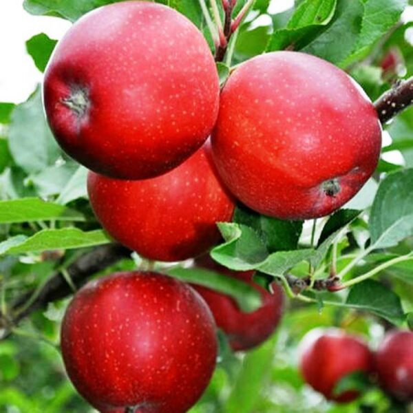 Malus domestica ´Rubin´ (Рубин Казахский)