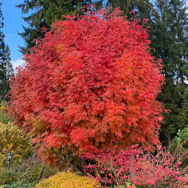 Sorbus ulleungensis Dodong