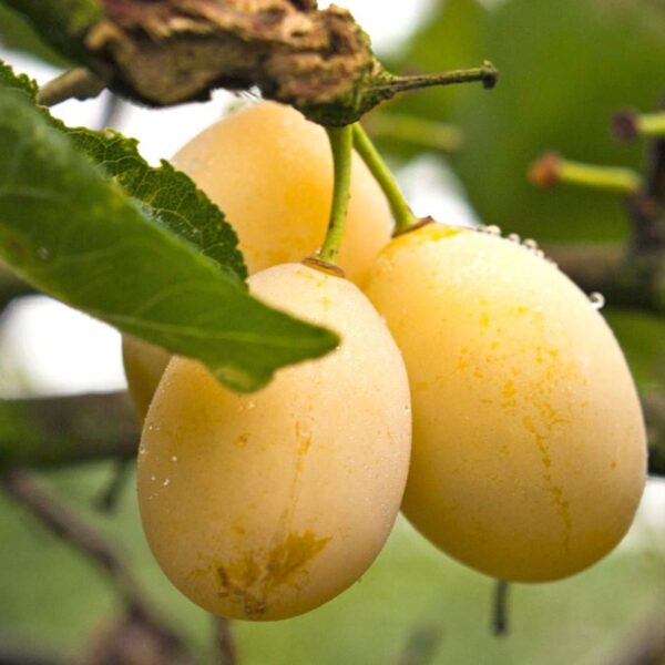 Prunus domestica ´Gult Äggplommon´