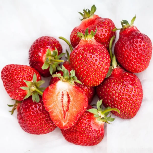 Fragaria ananassa "Honeoye"