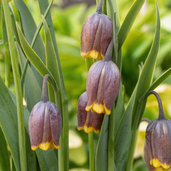 Fritillaria Uva Vulpis
