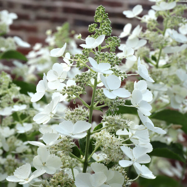 Hydrangea paniculata ´White Lady´