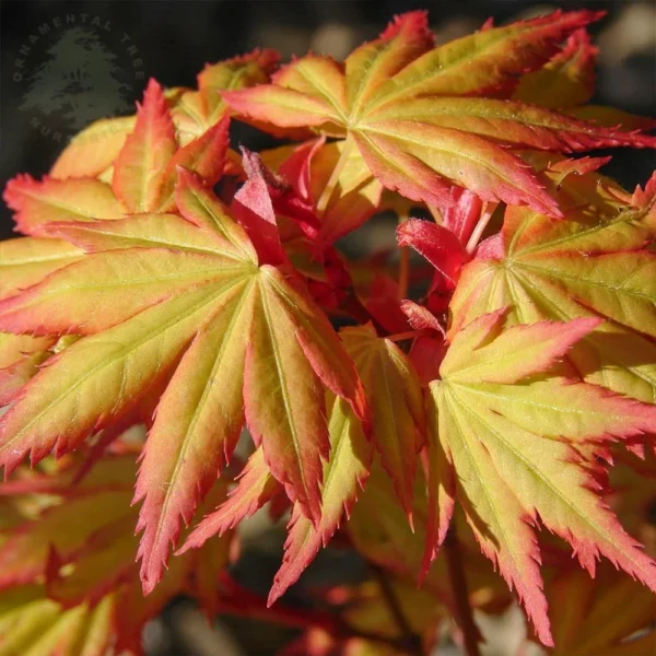 Acer palmatum ´Orange Dream´