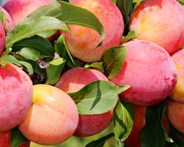 Prunus cerasifera ´Rannaja Krupnaja´