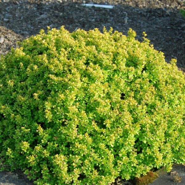 Berberis thunbergii ´Kobold´