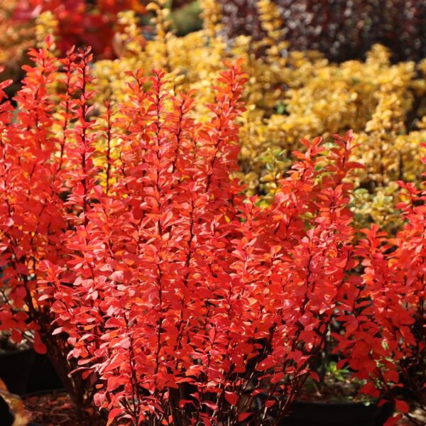Berberis thunbergii ´Powwow´
