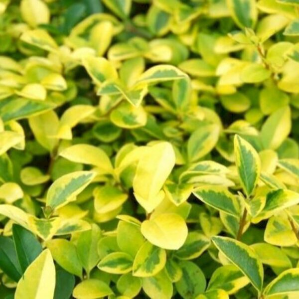 Berberis thunbergii ´Evita´