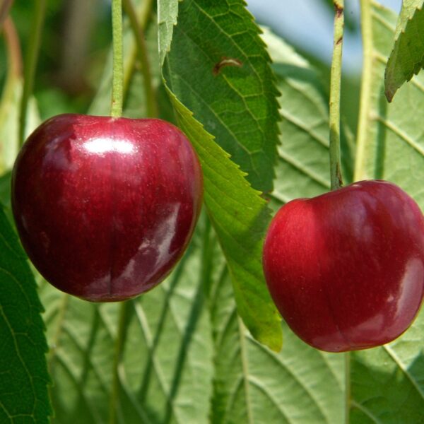 Prunus avinum ´Kompaktnaja´