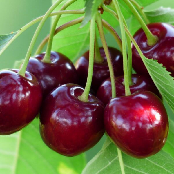 Prunus avium ´Tiki´
