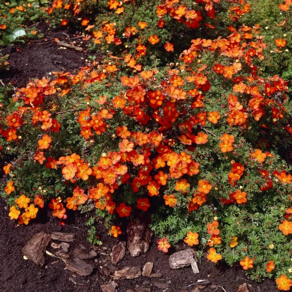 Potentilla fruticosa ´Red Ace´