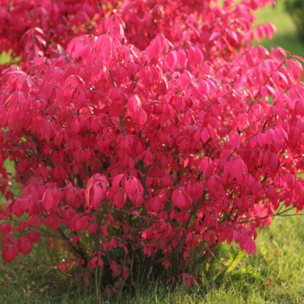 Euonymus alatus "Chicago Fire"