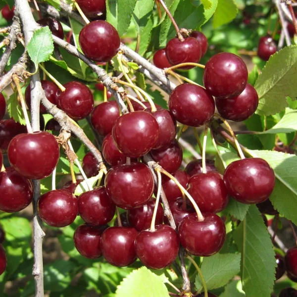 Prunus cerasus ´Turgenevka´