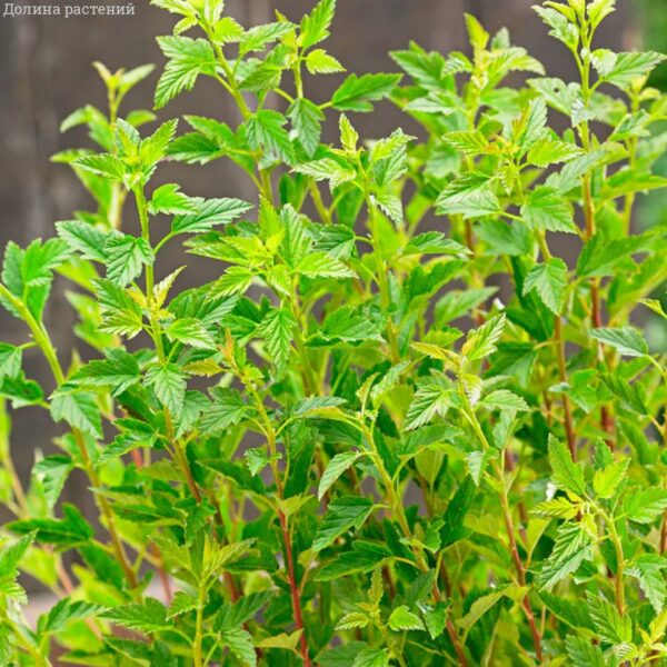 Physocarpus opulifolius ´Little Greeny´