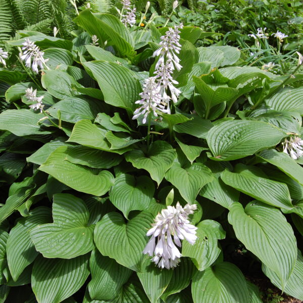 Hosta sieboldiana