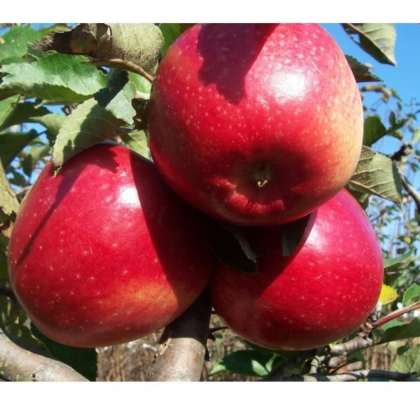Malus domestica ´Ligol´