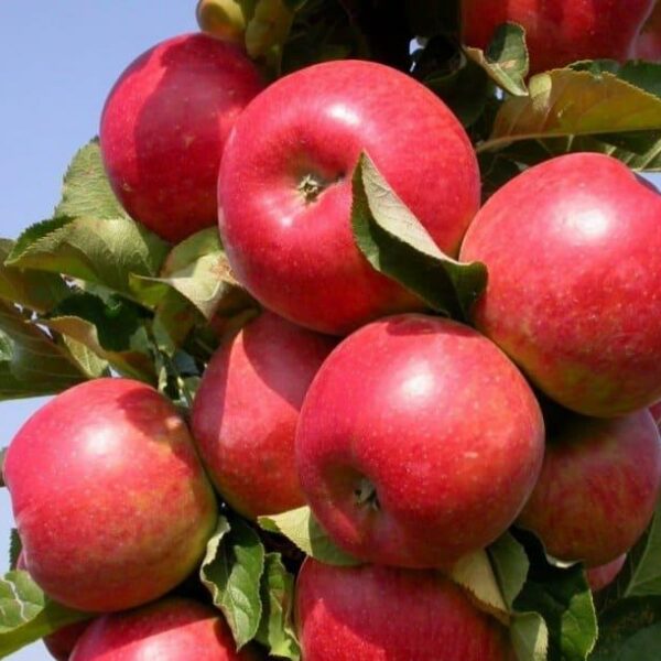 Malus domestica ´Vasjugan´