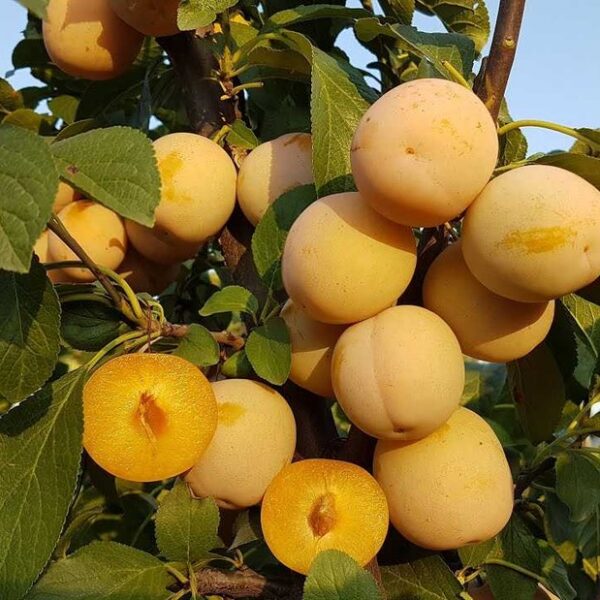 Prunus domestica ´Washington´