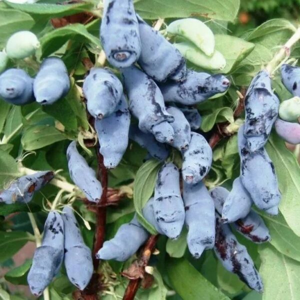 Lonicera caerulea ´Leningradskij Velikan´