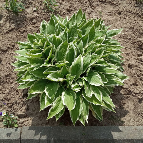 Hosta lancifolia
