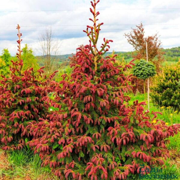 Picea abies ´Rydal´