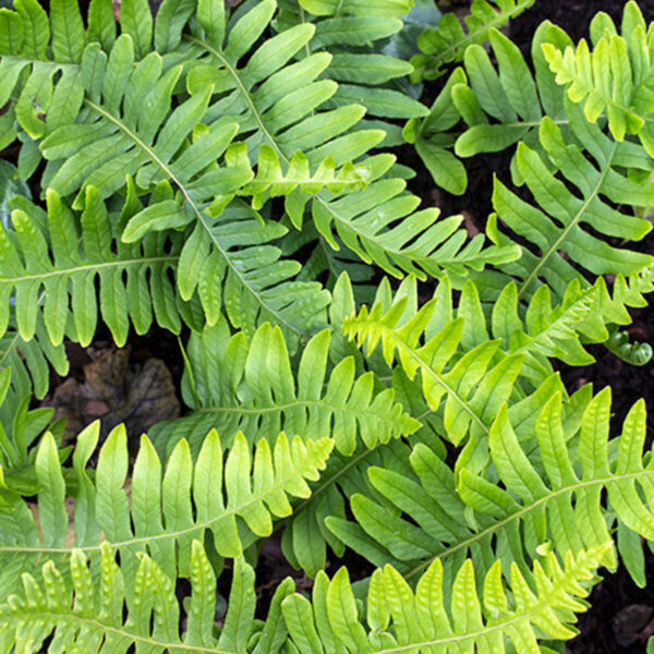 Polypodium vulgare